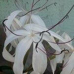 Crinum americanum Flower