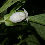 Drymonia lanceolata 花