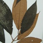 Miconia holosericea Іншае