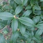 Osmanthus × burkwoodii Blatt