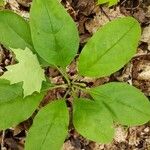 Pyrola elliptica Leaf