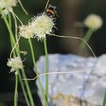 Allium saxatile Kvet