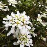 Iberis semperflorens Cvet