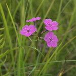 Phlox glaberrima ফুল