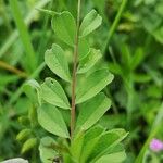 Vicia grandiflora 葉