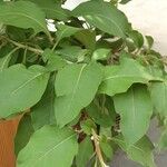 Iochroma cyaneum Blad