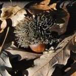 Quercus cerris Fruit