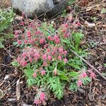 Geum triflorum Цвят