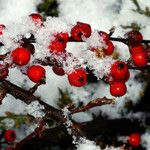 Cotoneaster integrifoliusGyümölcs