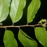 Casearia arborea Frunză