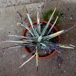 Agave macroacantha Ліст