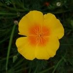 Eschscholzia californicaŽiedas