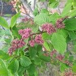 Syringa josikaea Flower