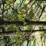 Magnolia salicifolia Bloem