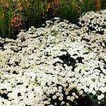 Achillea ptarmica Otro