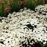 Achillea ptarmica Outro