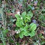 Primula vulgaris List