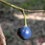 Elaeocarpus angustifolius Fruit