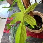 Philodendron bipennifolium Blatt