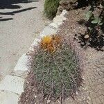 Ferocactus cylindraceus Leaf