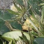 Eryngium alpinum പുറംതൊലി