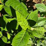 Persicaria virginianaHostoa