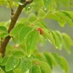 Breynia vitis-idaea Drugo