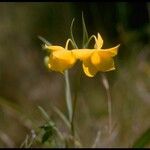 Calochortus amabilis Blüte