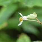 Begonia comorensis Flower