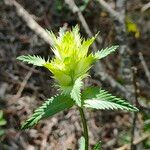 Rhinanthus major Blad