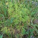 Equisetum sylvaticum Costuma