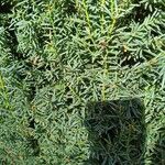 Taxus cuspidata Hoja