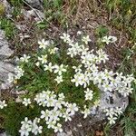 Saxifraga trifurcata Habitus