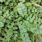 Sanguisorba minor Leaf