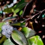 Lonicera acuminata Fruit