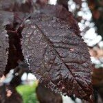 Prunus cerasifera Leaf