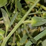 Atriplex longipes Other