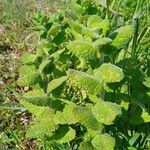 Mentha × villosa Liść