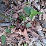 Lactuca muralis عادت