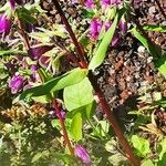 Penstemon whippleanus Leaf