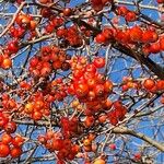 Malus × floribunda Fruit