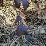 Rubus macrophyllus Blad