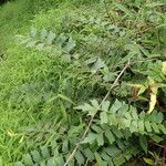 Asplenium stuhlmannii Habit