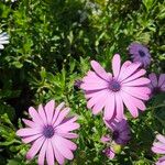 Dimorphotheca jucunda Çiçek