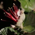 Feijoa sellowianaFlower