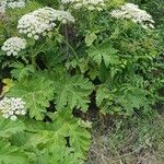 Heracleum sosnowskyi Habitus