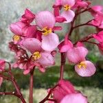 Begonia hydrocotylifolia Blomst