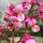 Begonia hydrocotylifolia Кветка