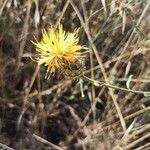 Centaurea collina 花