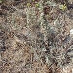 Artemisia caerulescens Habitatea